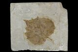 Fossil Sycamore Leaf (Platanus) - Nebraska #130422-1